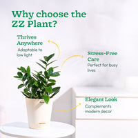ZZ Plant