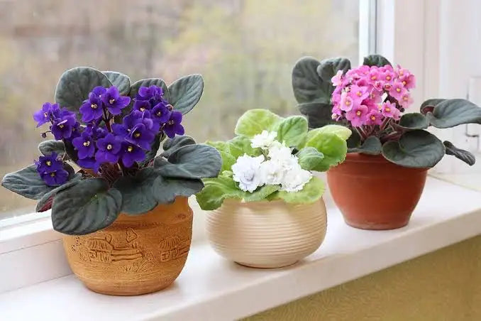 African Violet (Saintpaulia) - 6 Inch Pot