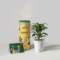 Indoor Plants