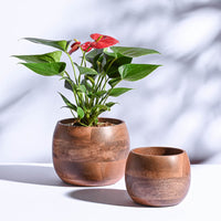 Flowering Plants