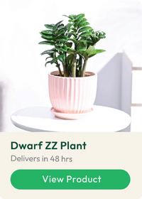 ZZ Plant