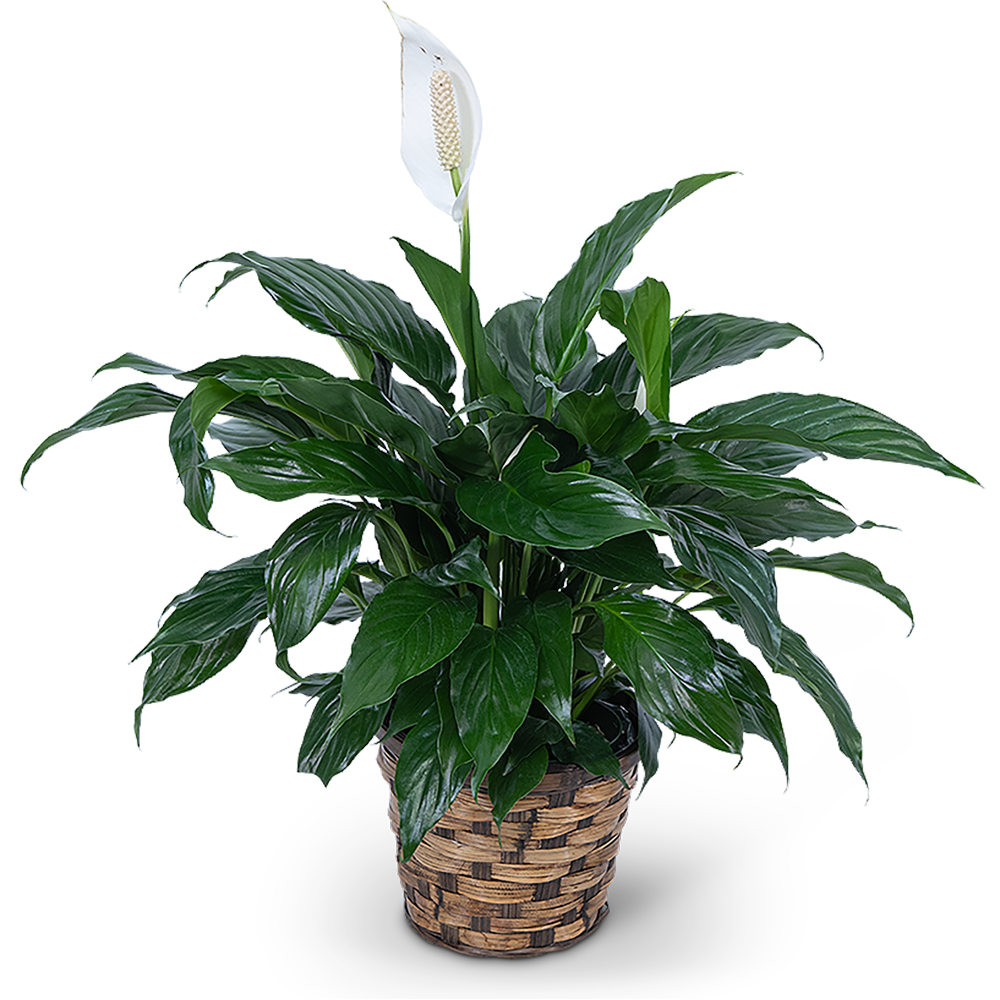 Lucky Bamboo