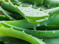 Aloe Vera - 6 Inch Pot